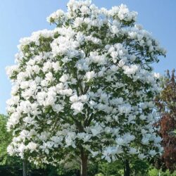 Magnolia Tree Wheaton