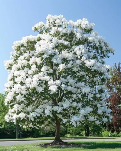 Magnolia Tree Wheaton Magnolia Tree Wheaton