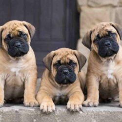 Bullmastiff Puppies for Sale in Hyderabad