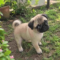 Pug Puppies for Sale in Noida