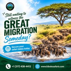 Migration Safaris