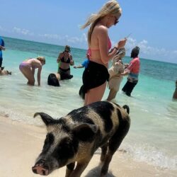 swimming with pigs in bahamas