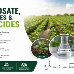 Glyphosate in Horse Feed Herbicides & Equine Gut Health – Evergreen Equine