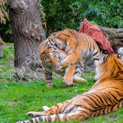 tigers-play-fight-fight-kings-tigers-fighting-displaying-aggression_721668-1172