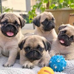 Pug Puppies for Sale in Pune