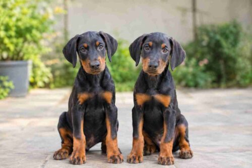 Doberman puppies for sale in Bangalore Doberman puppies for sale in Bangalore