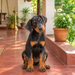 Doberman puppies for sale in Chennai