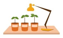 Order Clones Online