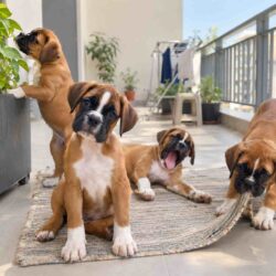 Boxer Puppies for Sale in Noida