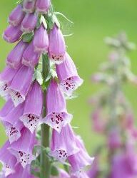 herbal medicine