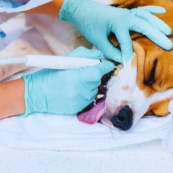 Pet Dental Cleaning
